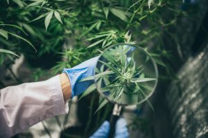 analyse cannabis